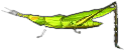 nasenschrecke.png nasenschrecke.png
