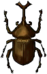 nashornkaefer.png nashornkaefer.png