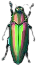 prachtkaefer.png prachtkaefer.png