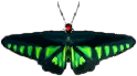 rajah_brooke.png rajah_brooke.png
