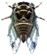 riesenzikade.png riesenzikade.png