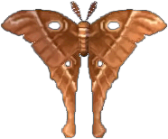 seidenspinner.png seidenspinner.png