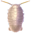 riesenassel.png riesenassel.png