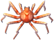 riesenkrabbe.png riesenkrabbe.png