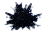 seeigel.png seeigel.png