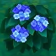 Büsche Bluehydrangea