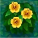 Büsche Yellowhibiscus