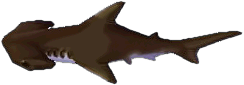 hammerhai.png