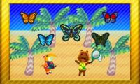 Schmetterlinge auf der Insel