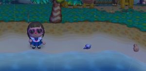 Muscheln am Strand