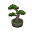 Ponderosa-Bonsai