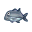 Stachelmakrele Stachelmakrele