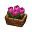 Grengjer-Tulpe Grengjer-Tulpe