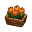 Flachlandtulpe Flachlandtulpe