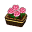 Pinkrose Pinkrose