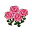 Pinkrose Pinkrose