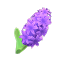 Purpurhyazinthe