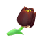 Römertulpe