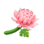 Rosachrysantheme