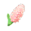 Rosahyazinthe