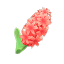 Rothyazinthe