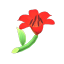Rotlilie