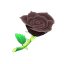 Schwarzrose