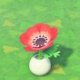 Blüte/Vase Anemone