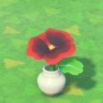 Blüte/Vase Veilchen