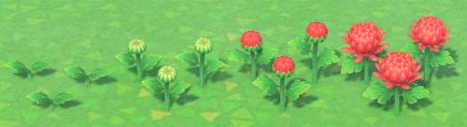 Wachstumsstadien Chrysantheme