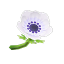 Weißanemone