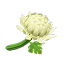 Weißchrysantheme