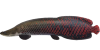 Arapaima