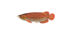 Arowana