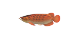 Arowana