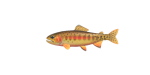 Goldforelle