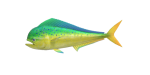 Goldmakrele
