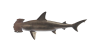 Hammerhai
