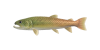 Huchen