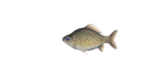 Karausche
