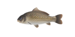 Fische New Horizons Animal Crossing Wiki fische-new-horizons-animal-crossing-wiki