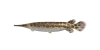 Knochenhecht