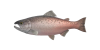Königslachs