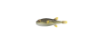 Kugelfisch