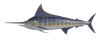Marlin