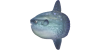 Mondfisch