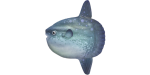 Mondfisch