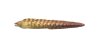 Muräne