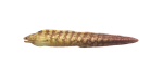 Muräne