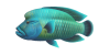 Napoleonfisch